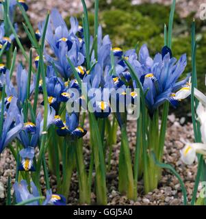 Iris - 'Gordon'- - (reticulata) V060508 Banque D'Images