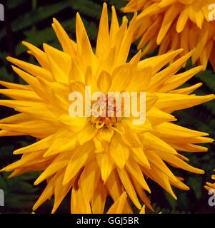Dahlia - 'Symbol' - Semi-moyen (cactus) V064639 Banque D'Images