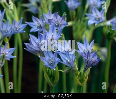 Le Triteleia laxa - 'Koningin Fabiola' V071358 Banque D'Images