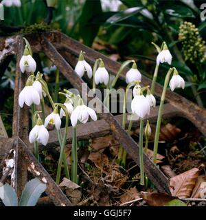 Galanthus 'Poe' Hill - V075779 Banque D'Images