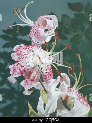 Lilium speciosum - var. rubrum V078717 Banque D'Images