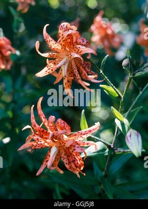 Lilium lancifolium - 'Flore Pleno' V084747 Banque D'Images