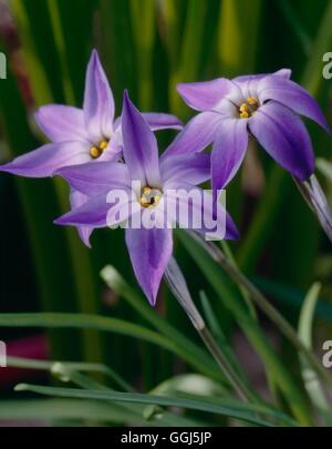 Ipheion uniflorum - 'Froyle Mill' AGM V086929 Banque D'Images