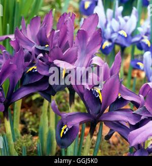 Iris - 'George' (reticulata) V087517 Banque D'Images