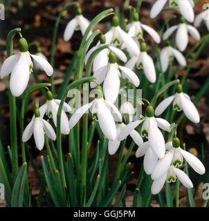 Galanthus - 'Magnet' AGM V099613 Banque D'Images