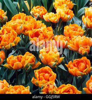 Tulipa - Orange 'Princess' - (Double fin) V101166 Banque D'Images