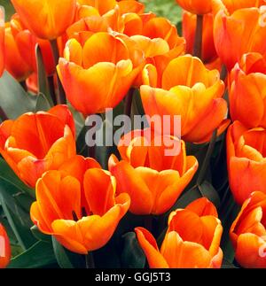 Tulipa - 'Annie Schilder' V102060 Banque D'Images