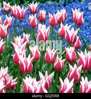 Tulipa - 'Ballade' AGM - Lily (fleur) V107534 Banque D'Images