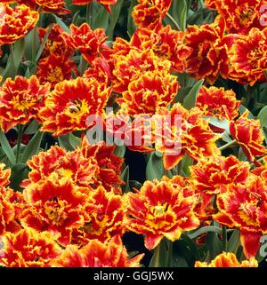 Tulipa 'Beauté' - Platanthère blanchâtre de l'AGA V107991 Banque D'Images