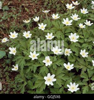 Aga - Anemone nemorosa Anémone des bois V108157 Banque D'Images