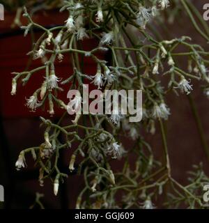 Rhipsalis baccifera - Syn (R. cassutha) Cactus épiphytes (GUI)''''''ACE038959 Photos H' Banque D'Images