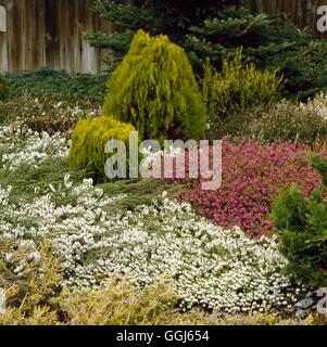 Jardin de conifères et de bruyère - en mars CHG060737 Banque D'Images