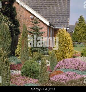 Jardin de conifères et de bruyère - en mars CHG060748 Banque D'Images