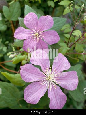 - Clematis 'Comtesse de Bouchaud' AGM CLE015110 Banque D'Images