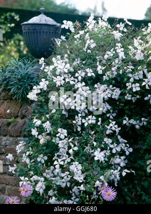 Clematis - 'Alba Luxurians' -- l'AGA (Groupe Viticella) CLE017986 Banque D'Images