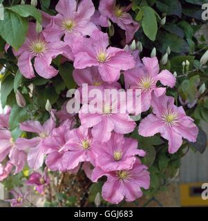 - Clematis 'Comtesse de Bouchaud' AGM CLE023620 Banque D'Images