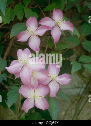 - Clematis montana var. rubens 'Freda' AGM CLE046322 Banque D'Images