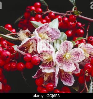 Clematis cirrhosa 'Freckles' -- l'aga avec Cotoneaster frigidus 'Cornuba' baies AGA073226 CLE Banque D'Images