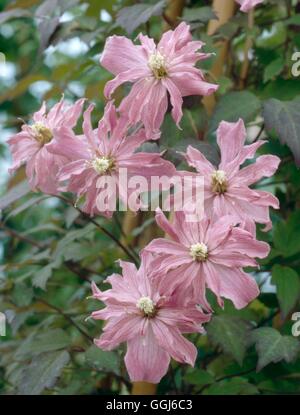 - Clematis montana var. rubens 'Broughton Star' AGM CLE082941 Banque D'Images