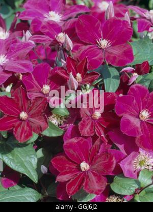 - Clematis 'Rouge Cardinal' CLE109602 Banque D'Images