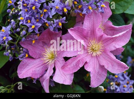 Jardins d'escalade - paperflower 'Glasnevin' et Clematis 'Comtesse de Bouchaud' CLG077791 P Banque D'Images