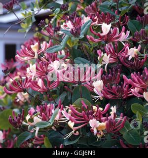 Lonicera periclymenum - 'Belgica' Early Dutch Honeysuckle CLS001342 /Photo Banque D'Images