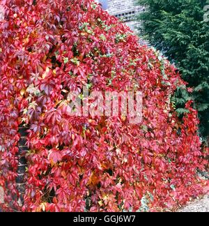 Parthenocissus quinquefolia AGM - Virginia creeper CLS027921 Banque D'Images