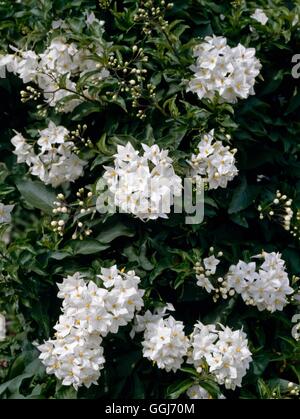 Solanum laxum - 'Album' AGA. (Syn. S. jasminoides 'Album') CLS078444 /Phot Banque D'Images