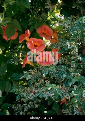 Campsis grandiflora - Ampelopsis brevipedunculata var. glandulosa avec 'Elegans' CLS084268 Pho Banque D'Images