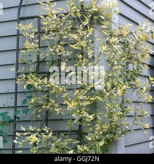 Solanum laxum - Album 'Variegatum' CLS099247 Banque D'Images