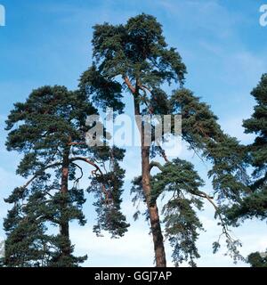 Pinus sylvestris - Pin sylvestre CON055913 Banque D'Images