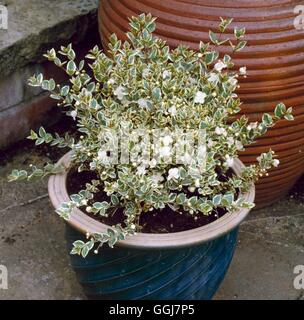 Contenant - Arbustes - planté de myrtus communis ssp. tarentina 'Microphylla Variegata' CTR066809 Credi Obligatoire Banque D'Images