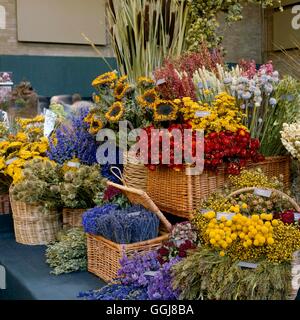 Les plantes séchées - Fleurs séchées par le Hopshop Shoreham Sevenoaks Kent. Photos DRI053506 Horti Banque D'Images