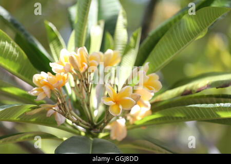 Ou fleur de frangipanier plumeria jaune sur l'arbre dans le jardin. Banque D'Images