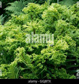 Dryopteris affinis 'Cristata' AGM - FER095636 Banque D'Images