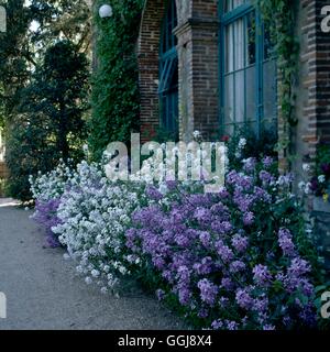 Fleur parfumée et jardin - parterre planté avec Sweet fusée (Hesperis matronalis & 'Alba') (photographe : MJK) FFG Banque D'Images