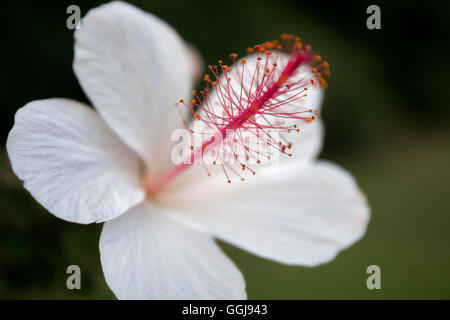 Close up of hybiscus fleur. New York, la Grande Île Banque D'Images