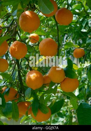 Citrus bergamia bergamote - peau d'Orange est utilisé pour les cosmétiques - l'huile est à base de parfums.''''' FRU013610 Banque D'Images