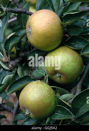 Apple - 'Ashmead's Noyau' AGM (Dessert) FRU026609 Banque D'Images