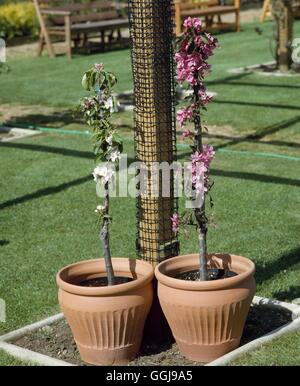 Apple - Ballerina Arbres (l.h.s.'Waltz' & r.h.s.'Maypole') FRU026663 /Photo Banque D'Images