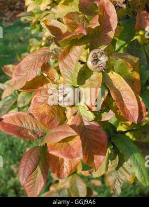 Néflier - en automne. (Mespilus germanica). FRU026670 Banque D'Images