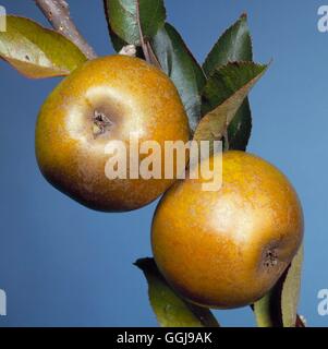 Apple - 'Ashmead's Noyau' AGM (Dessert) FRU028345 Banque D'Images