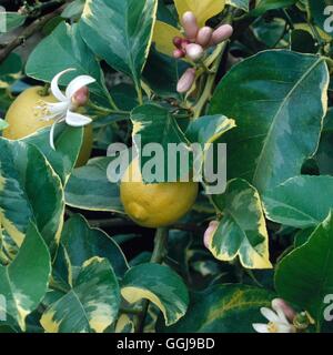 - Citron (Citrus limon 'Variegata' AGA) FRU030456 Banque D'Images