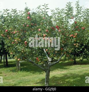 Apple - 'Worcester Pearmain' AGM (Début) Variété de Dessert /Photos052458 FRU Banque D'Images