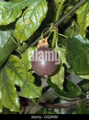 Fruit de la passion - ou pourpre Granadilla (Passiflora edulis) FRU064033 /Photos Banque D'Images