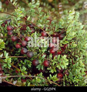 - La canneberge (Vaccinium oxycoccus) FRU078794 Banque D'Images