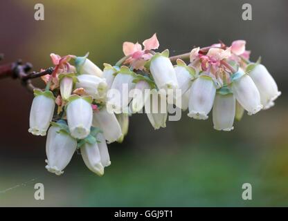 Blueberry - 'Berkeley' montrant FRU088595 fleurs Banque D'Images