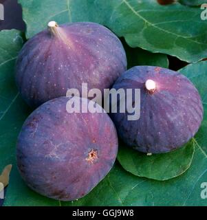 Figues - (Ficus carica) FRU103917 Banque D'Images