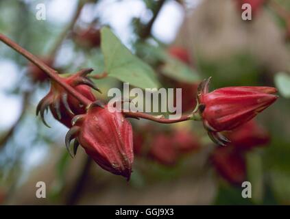 - Roselle (Hibiscus sabdariffa) FRU108386 Banque D'Images