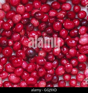 -- De la canneberge (Vaccinium oxycoccus) FRU109718 Banque D'Images